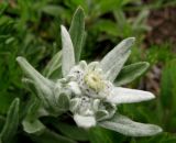 Leontopodium conglobatum
