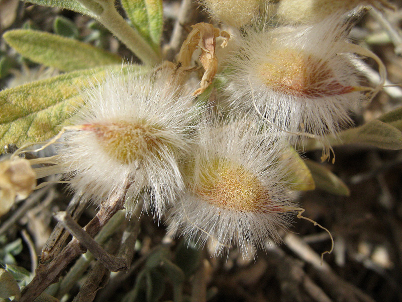 Изображение особи семейство Fabaceae.