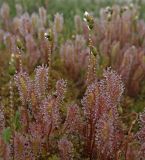 Drosera anglica