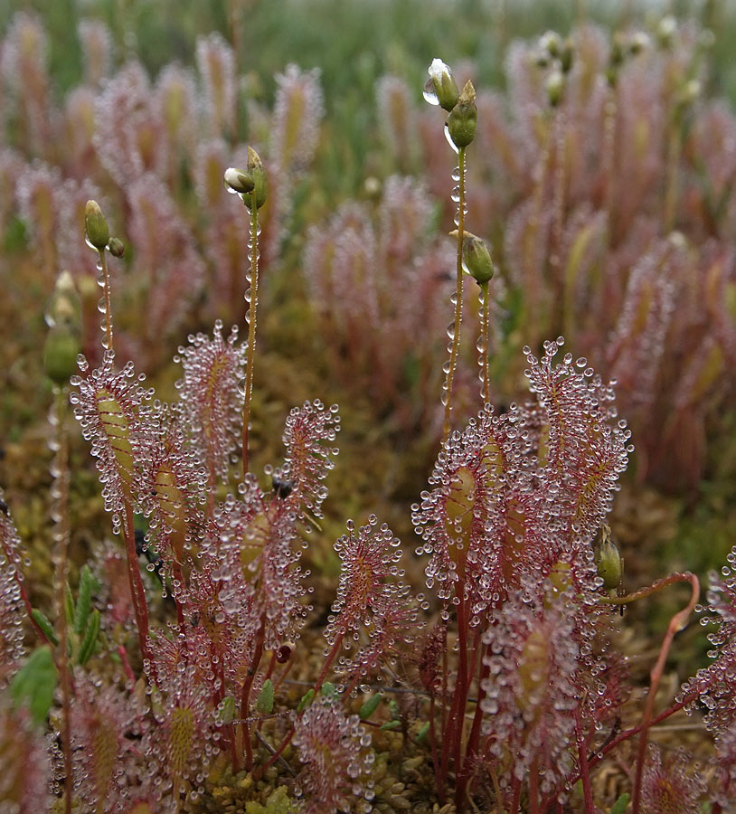 Изображение особи Drosera anglica.