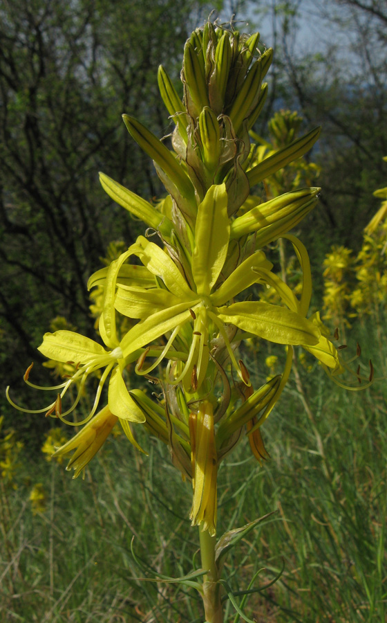 Изображение особи Asphodeline lutea.