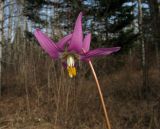 Erythronium sajanense