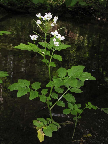 Изображение особи Cardamine amara.