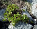 Ligusticum scoticum