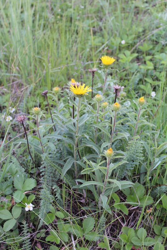 Image of Inula hirta specimen.