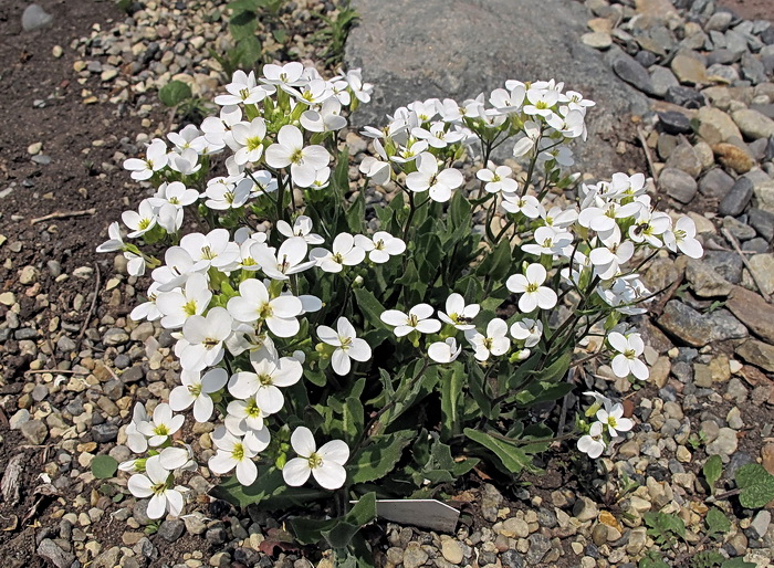 Изображение особи семейство Brassicaceae.
