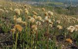 Aster alpinus. Плодоносящие растения. Татарстан, г. Бавлы. 16.06.2012.