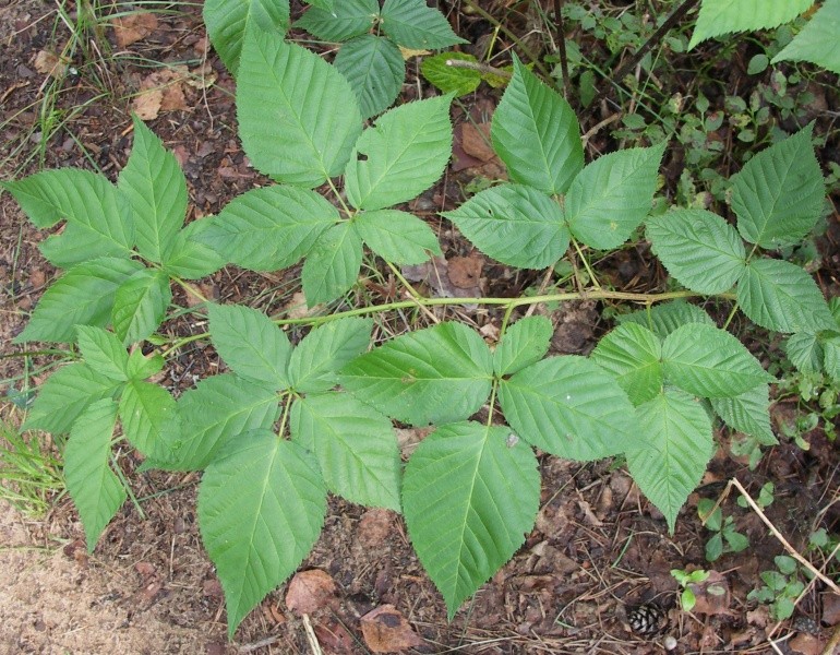 Изображение особи Rubus nessensis.