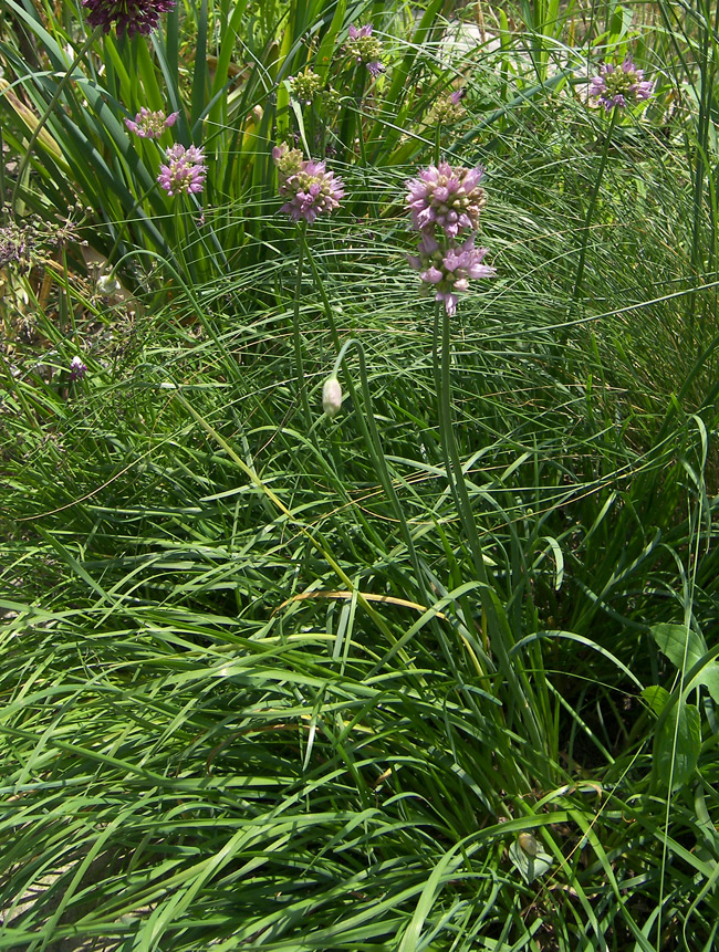 Image of Allium lusitanicum specimen.