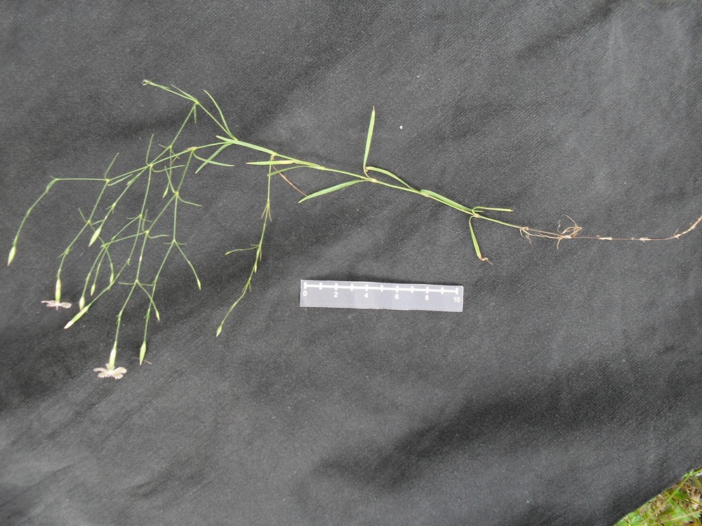 Image of Dianthus campestris specimen.