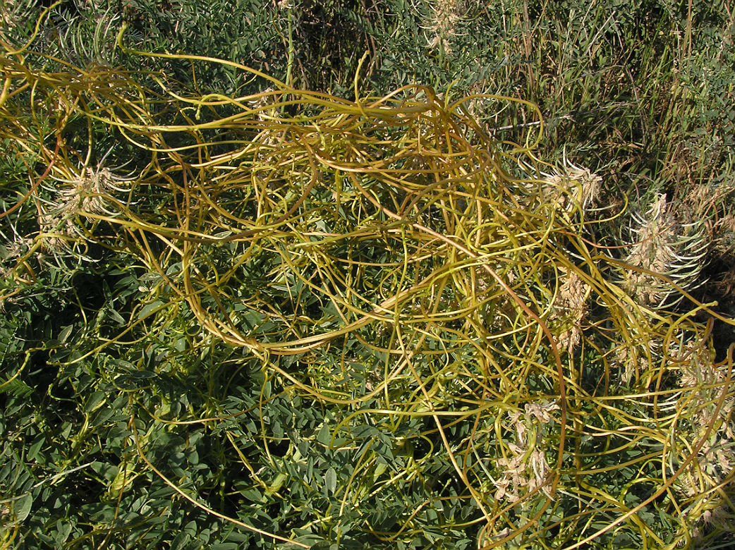 Image of Cuscuta monogyna specimen.