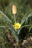 Tulipa lemmersii