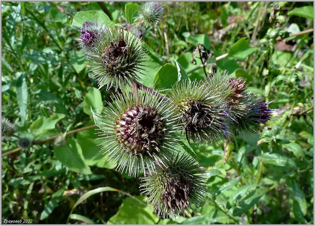 Image of Arctium &times; mixtum specimen.