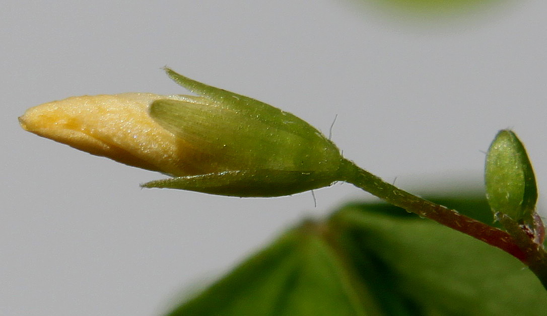 Image of Oxalis stricta specimen.