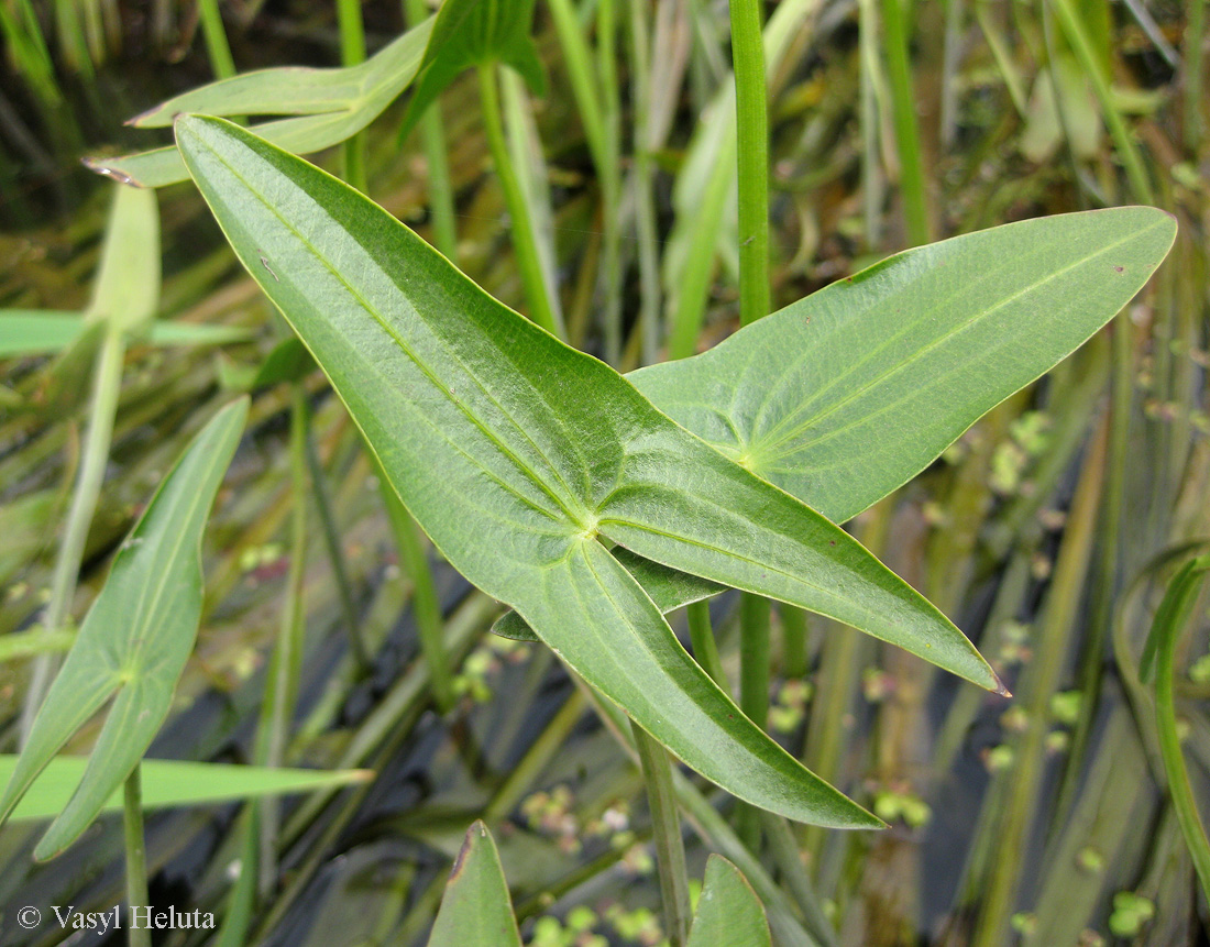 Изображение особи Sagittaria sagittifolia.