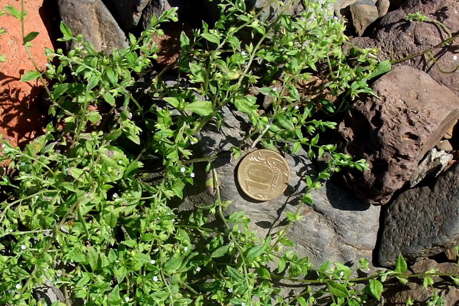 Image of Bothriospermum tenellum specimen.