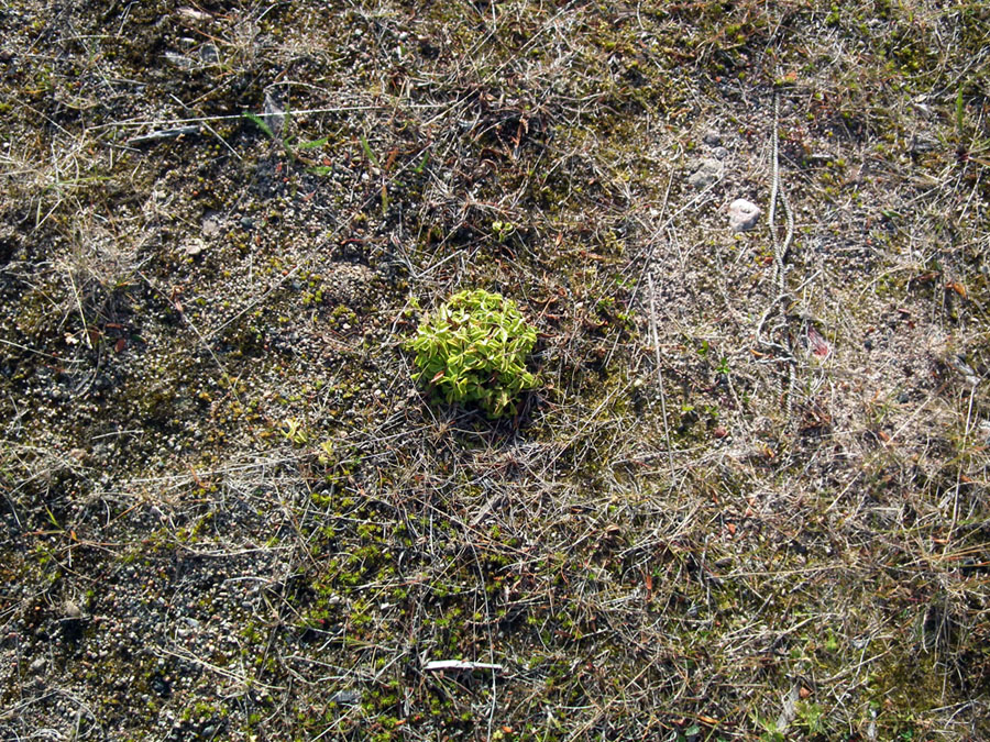 Image of Orthilia secunda specimen.