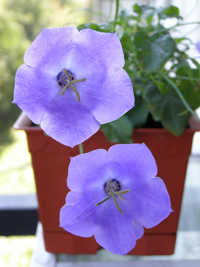 Image of Campanula carpatica specimen.