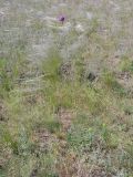 Jurinea arachnoidea. Цветущее растение на пологом склоне балки в солонцеватой степи. Саратовский р-н. 13 мая 2012 г.