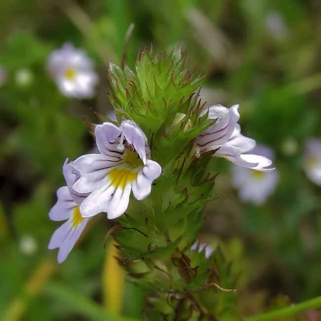 Изображение особи род Euphrasia.