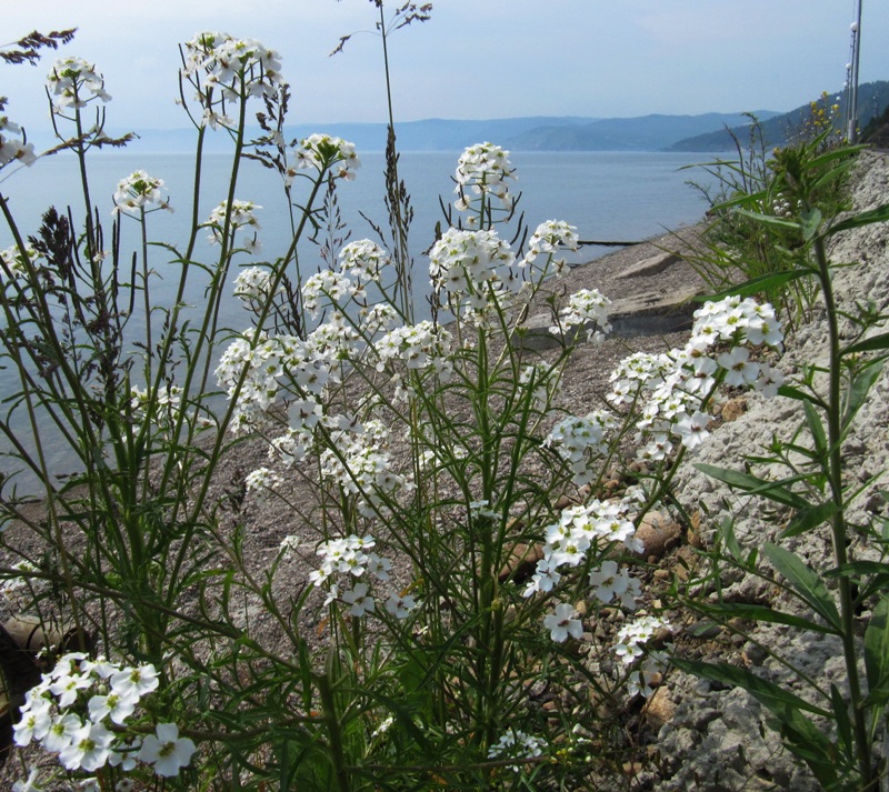 Изображение особи Dontostemon pinnatifidus.