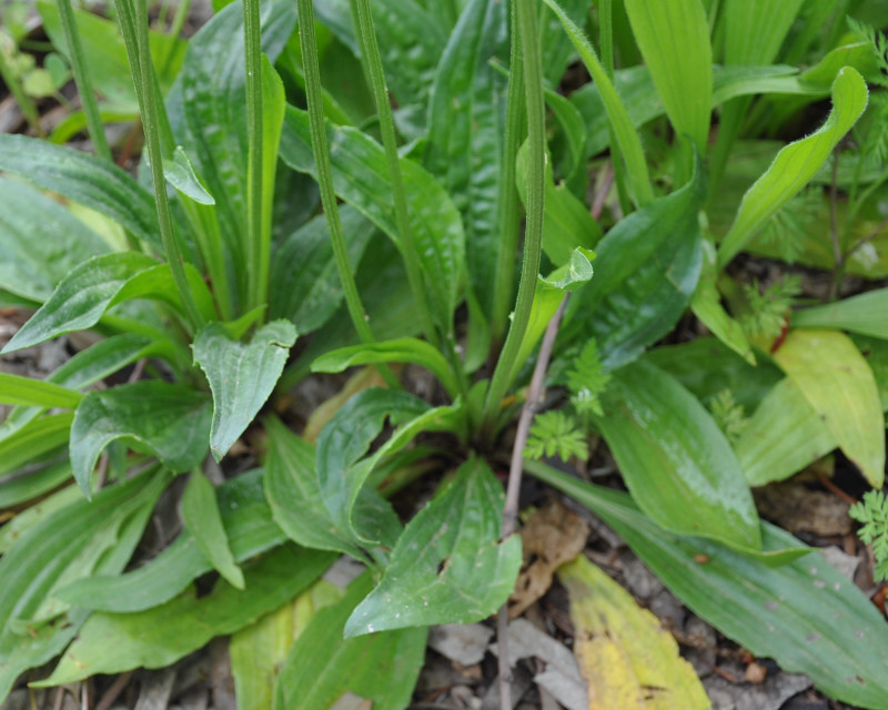 Изображение особи Plantago lanceolata.