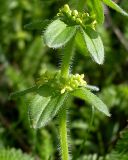 Cruciata laevipes. Средняя часть побега с соцветиями. Ростовская обл., Персиановская степь, Аютинские склоны, верхняя часть склона правого коренного берега р. Аюта. 25.04.2012.