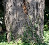 Cedrus deodara