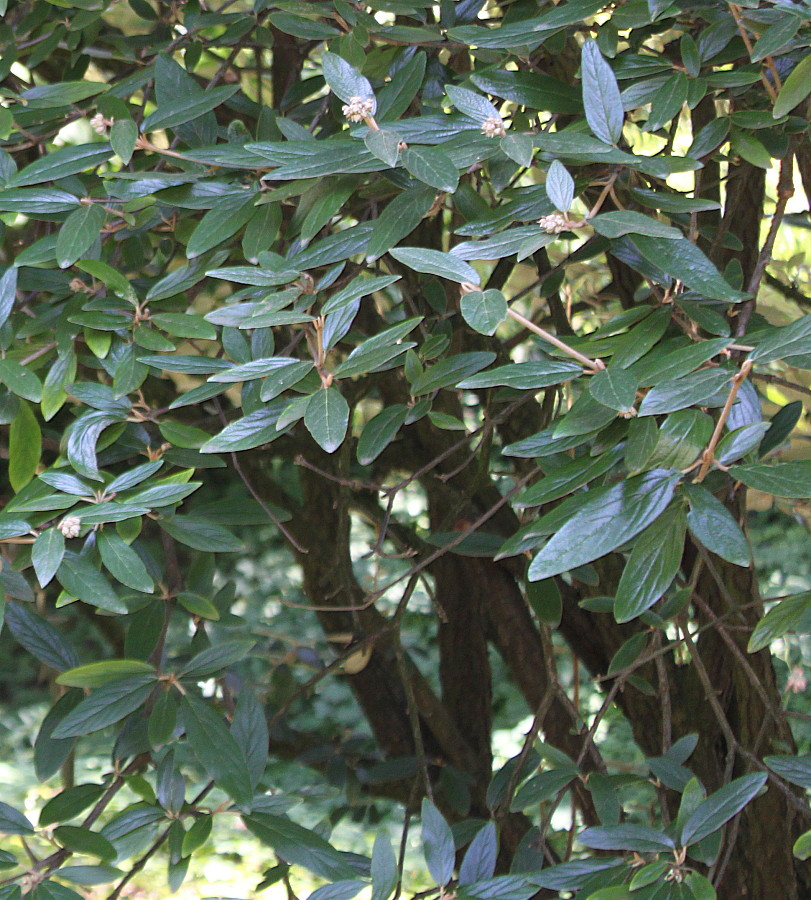 Image of Viburnum &times; pragense specimen.