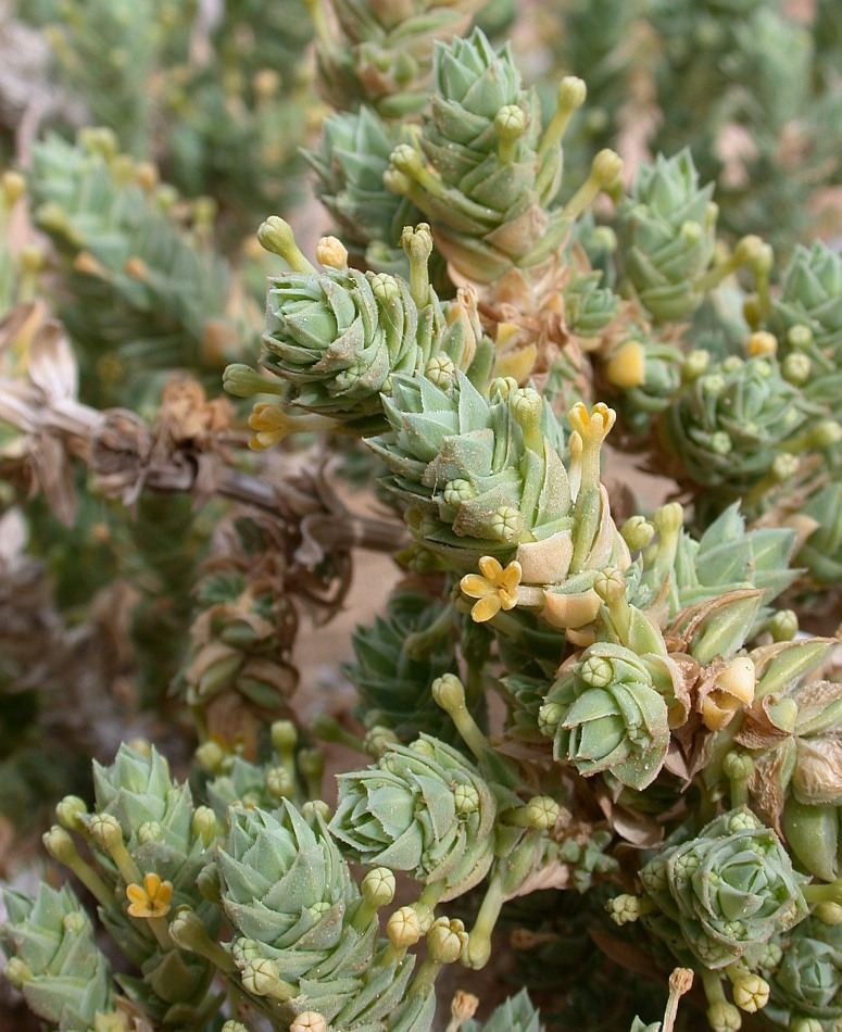 Image of Crucianella maritima specimen.