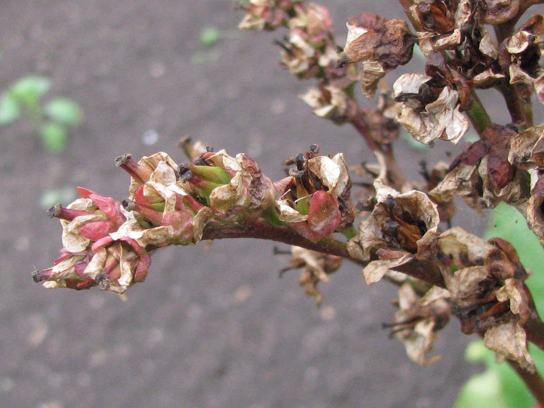 Image of Bergenia crassifolia specimen.