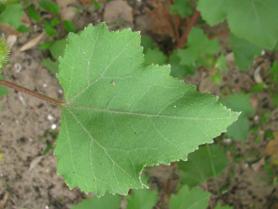 Image of Xanthium orientale specimen.