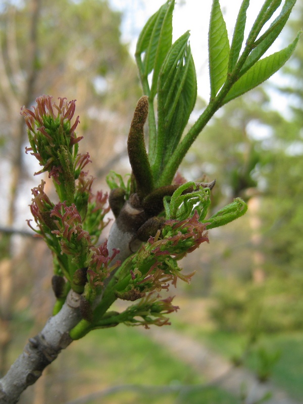 Изображение особи Fraxinus pennsylvanica.