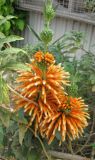 Leonotis leonurus