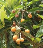 Eriobotrya japonica. Ветви плодоносящего дерева. Часть плодов повреждена птицами. Израиль, Беэр-Шева, палисадник частного дома. Апрель 2006 г.