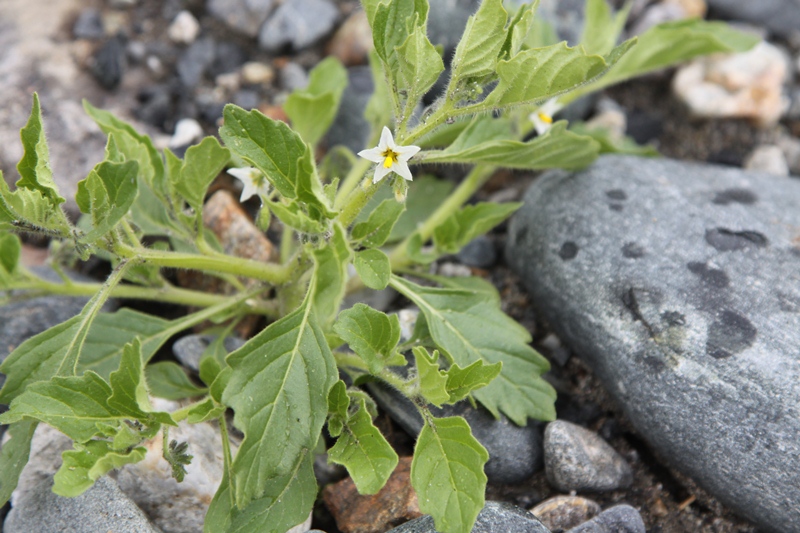 Изображение особи Solanum physalifolium.