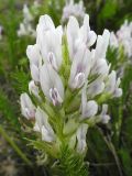 Oxytropis muricata