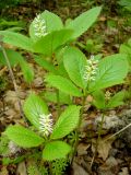 Chloranthus quadrifolius