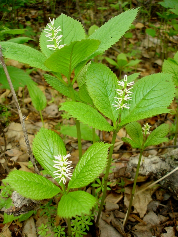 Image of Chloranthus quadrifolius specimen.