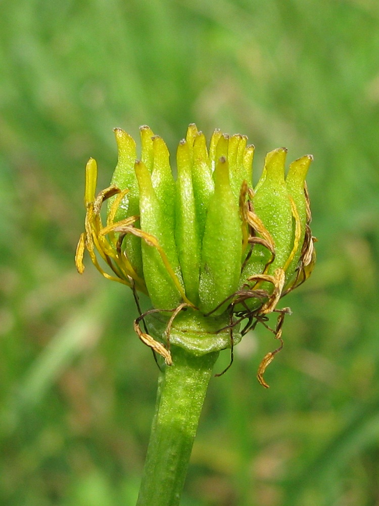 Изображение особи Caltha palustris.
