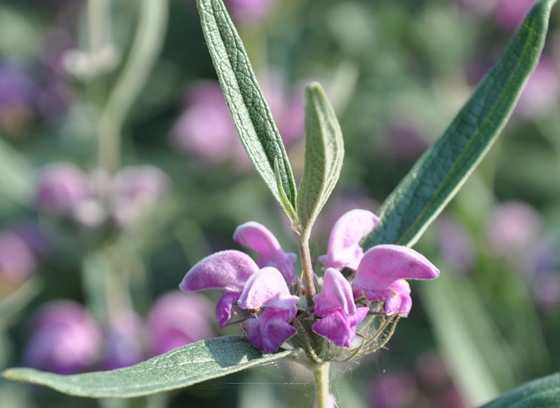 Image of Phlomis pungens specimen.