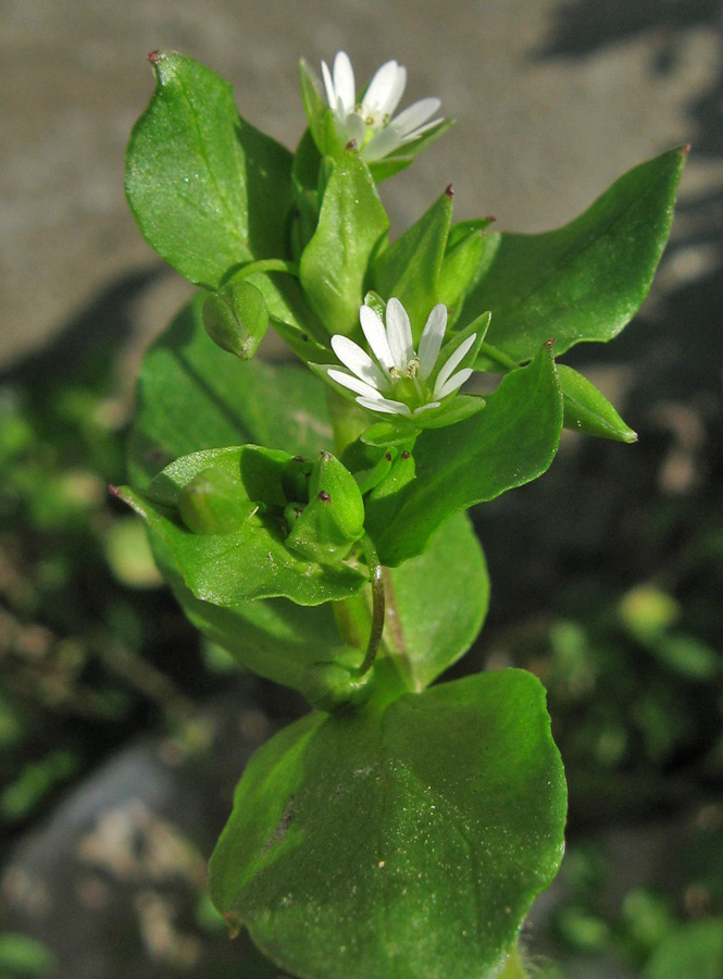 Image of Stellaria media specimen.