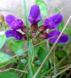 Prunella grandiflora