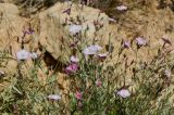 Convolvulus oleifolius