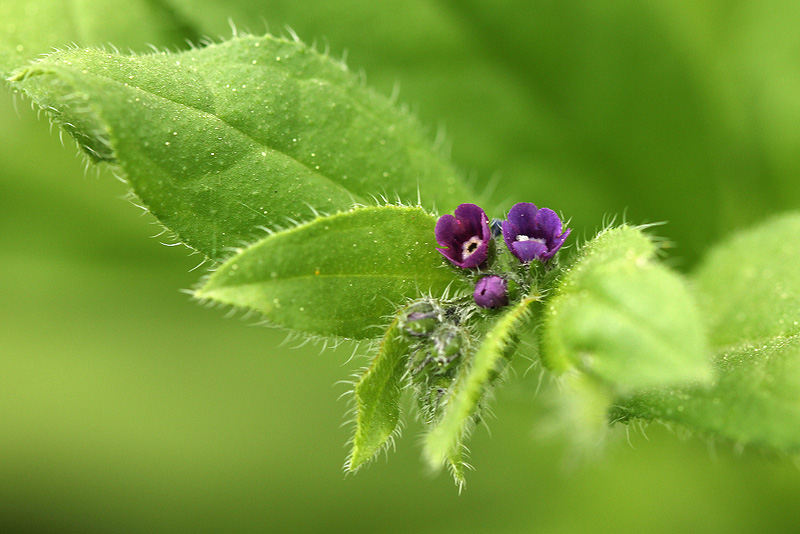 Изображение особи Asperugo procumbens.