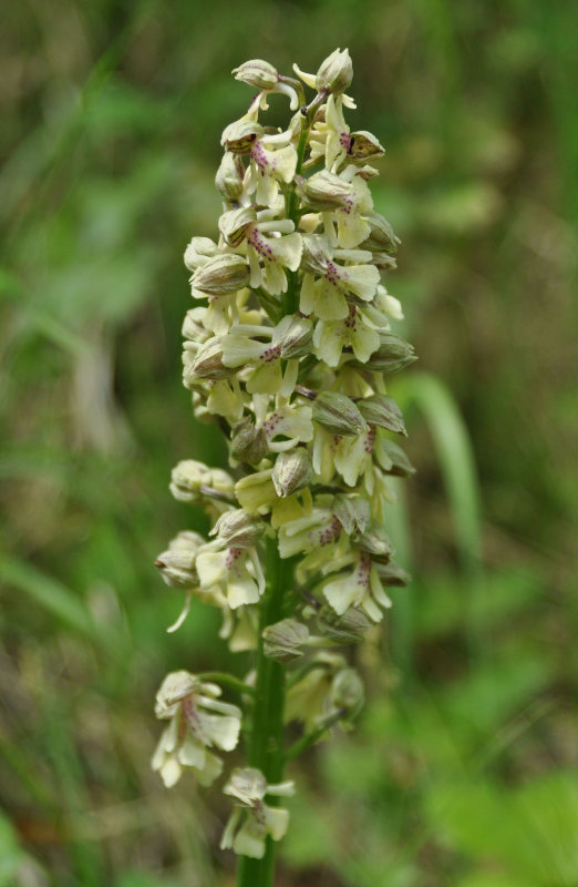 Image of Orchis punctulata ssp. adenocheila specimen.