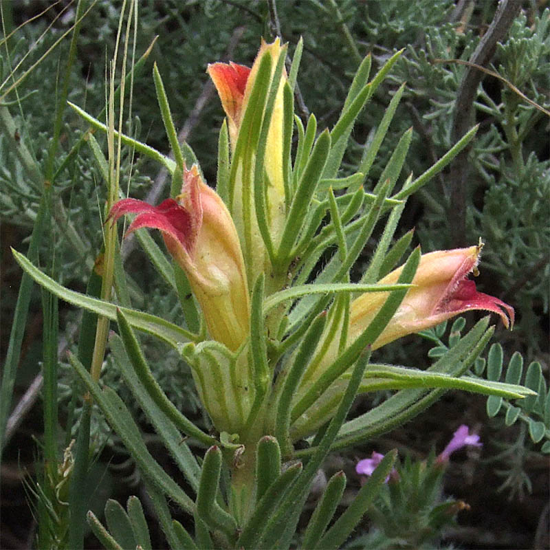 Image of Bungea trifida specimen.