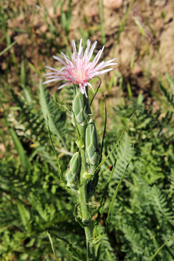 Изображение особи Scorzonera tragopogonoides.