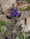 Ajuga orientalis. Верхушка соцветия. Украина, Крым, Ялтинский горно-лесной природный заповедник, Ай-Петри. 23.05.2013.