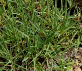 Dianthus cretaceus